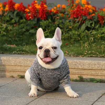 XS-XXL Accessori di diversi colori Abbigliamento moderno per cani XS-XXL